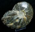 Polished Cleoniceras Ammonite - Madagascar #5814-3